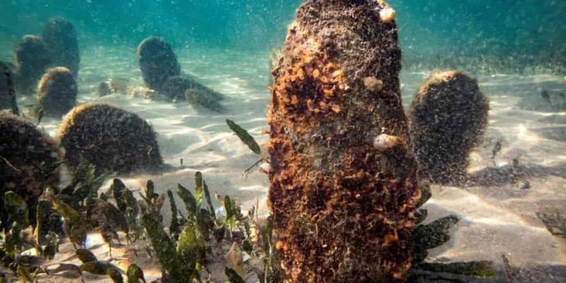 Desaparición de las nacras en el Mediterráneo