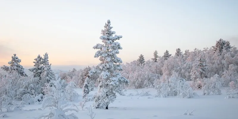 Nieve