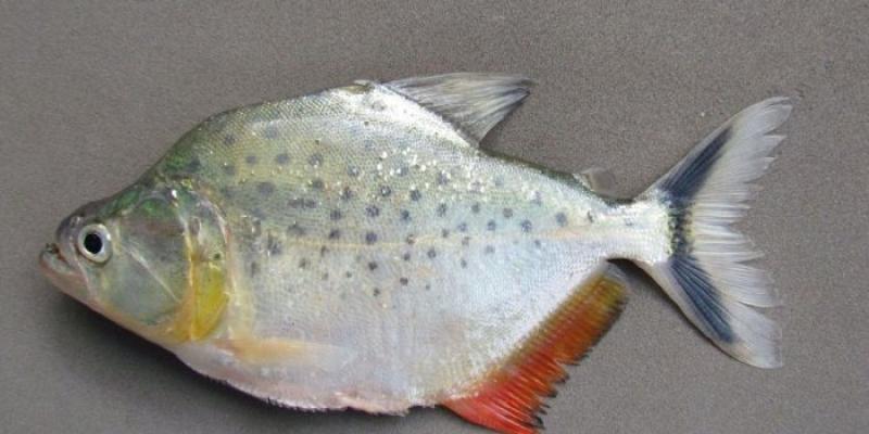 Piraña