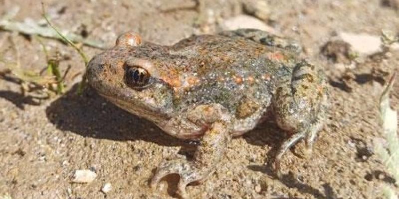 Ejemplar adulto de sapo partero