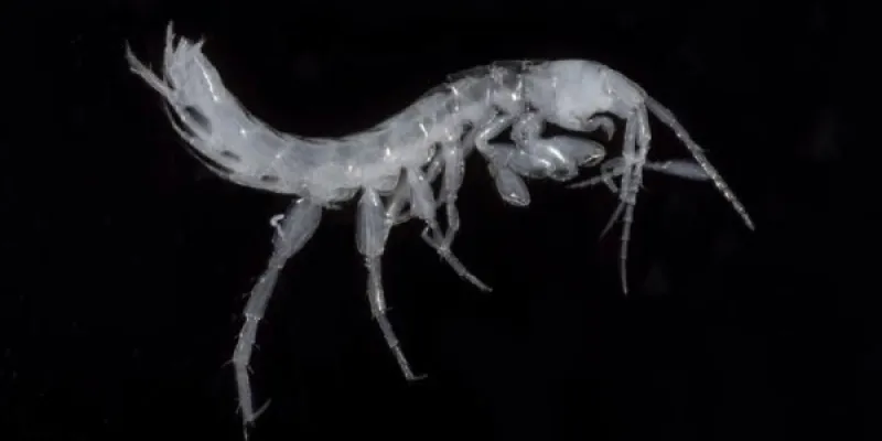 'Bogidiella painushima' es una de las dos nuevas especies de pequeños crustáceos descritas en las aguas de cuevas de Japón