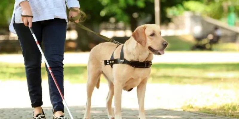 Una mujer camina por la calle con su perro guía 