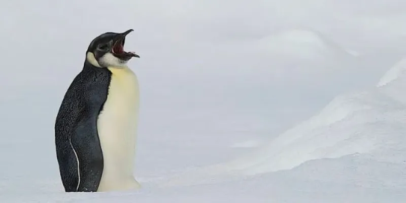 Pingüino