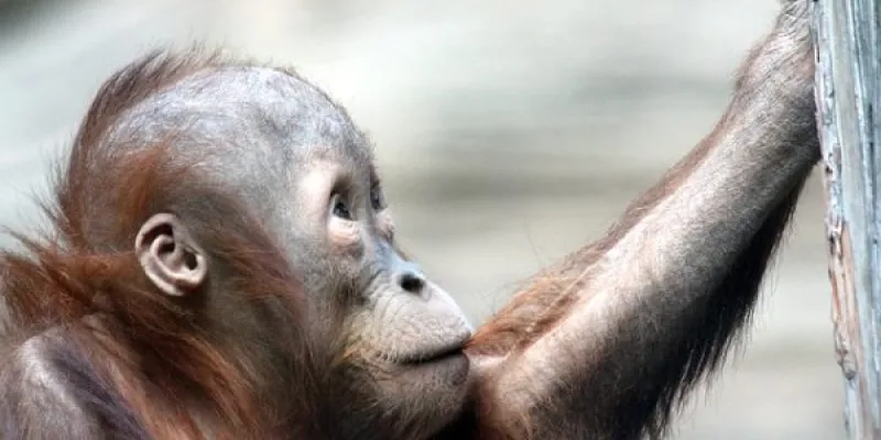 Orangután