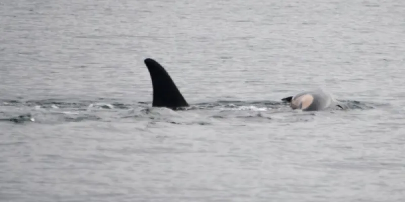 Aquí la orca cargando con su cría fallecida