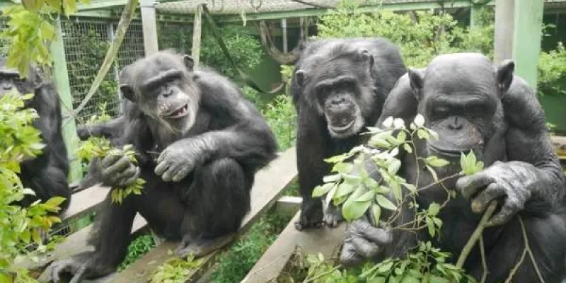 Orinar, algo contagioso entre chimpancés