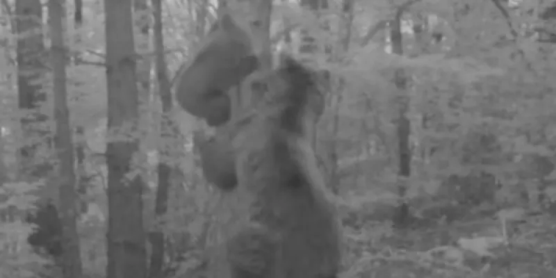 La madre y la cría de oso pardo capturadas por una cámara