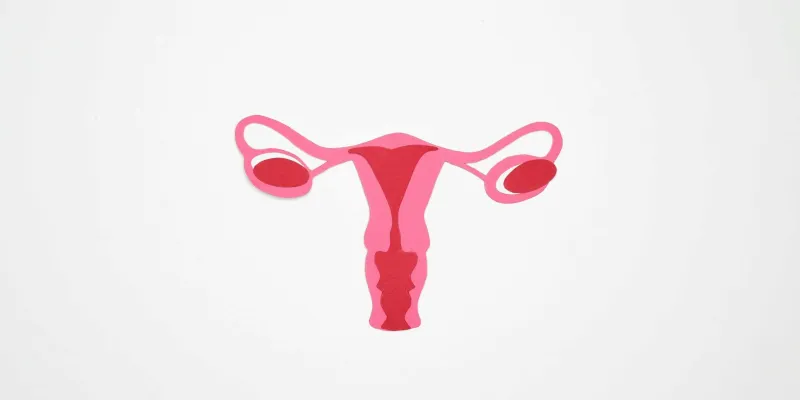 Dibujo del aparato reproductor femenino