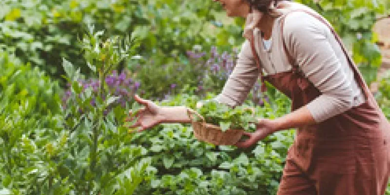 El lemonading y jardinería 