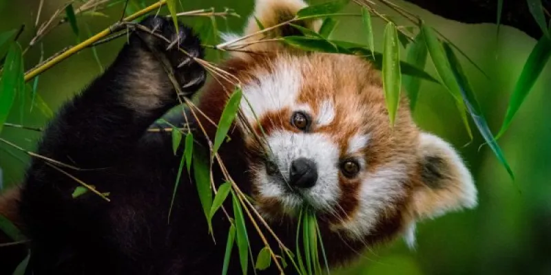 El panda rojo