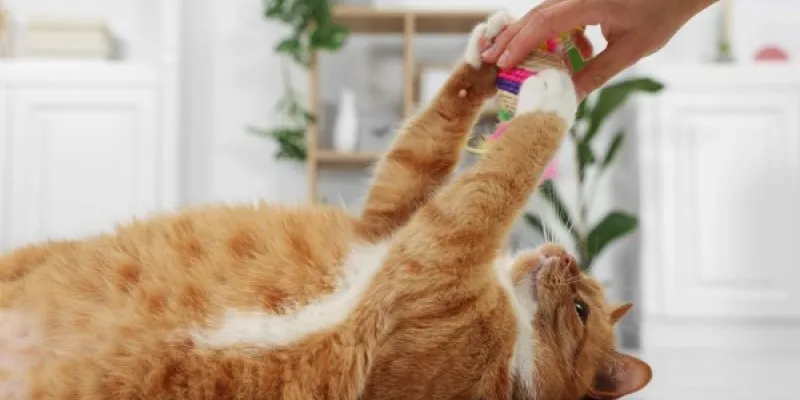 Los gatos necesitan jugar por su salud