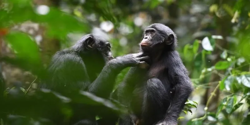 Una pareja de bonobos