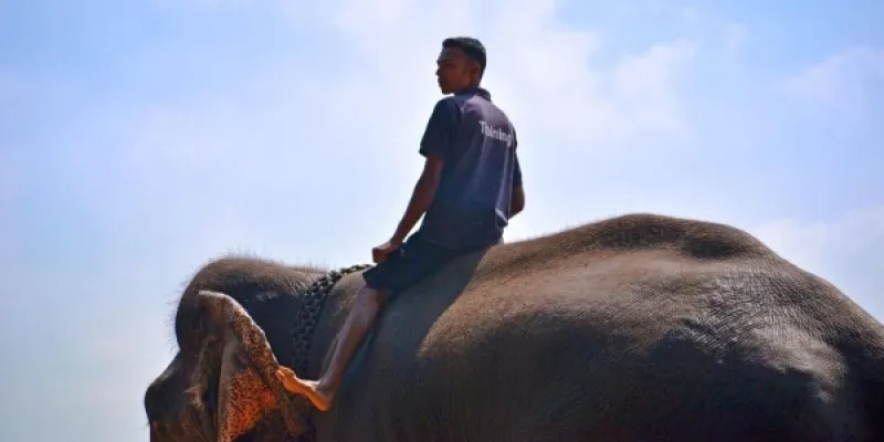 Un entrenador amaestrando al animal para los paseos en elefante