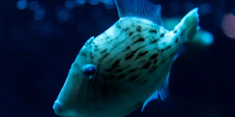 Por qué los peces no tienen pelo