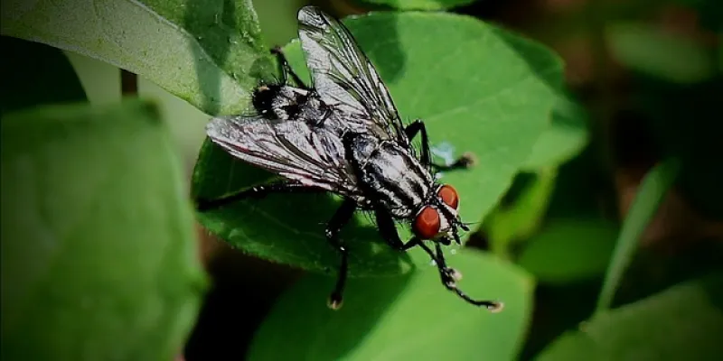 Mosca negra