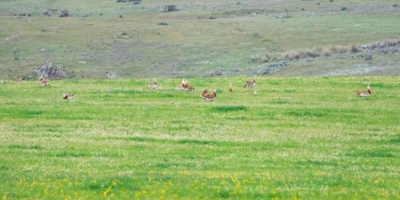 Avutardas euroasiáticas en un barbecho de Extremadura