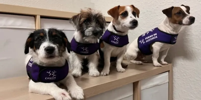 Algunos de los perros que forman parte del programa de CANEM Perros de Alerta.