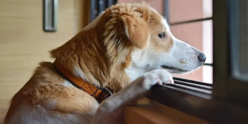 Los perros experimentan ansiedad por las separaciones