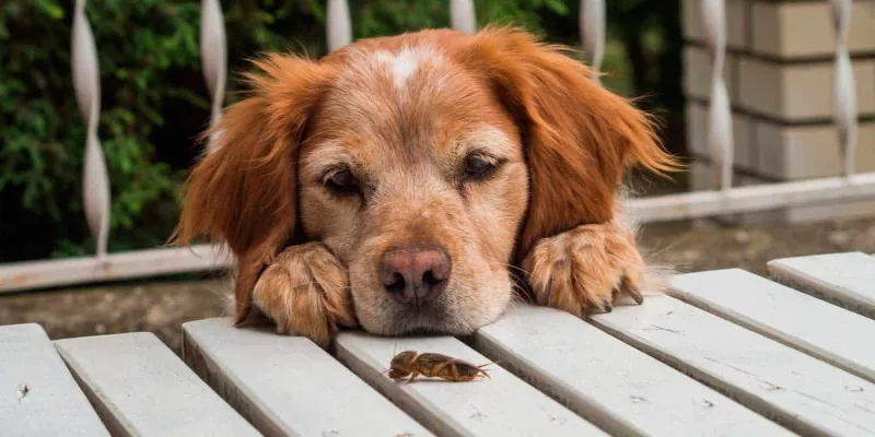Un estudio habla sobre la autodomesticación en los perros