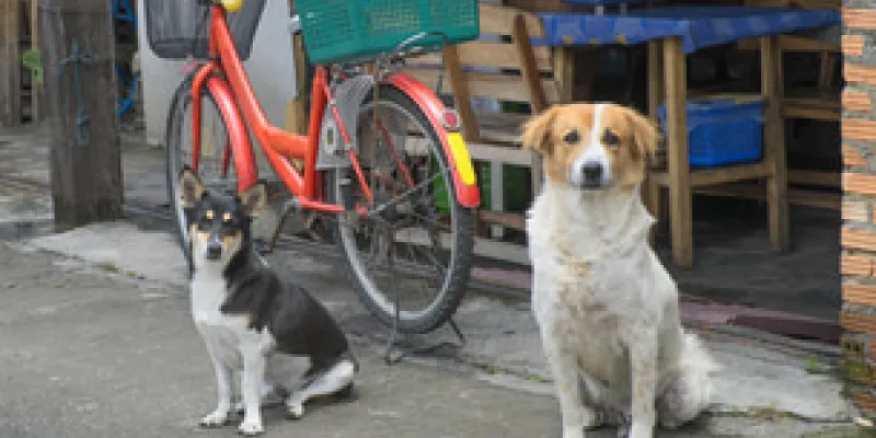 Así es la realidad de los perros en Bangkok