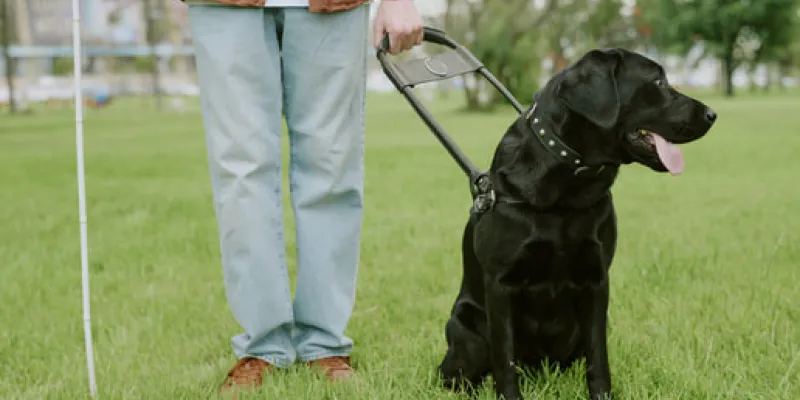 Beneficios de los perros guía