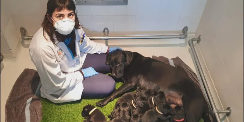 Camada de perros guía