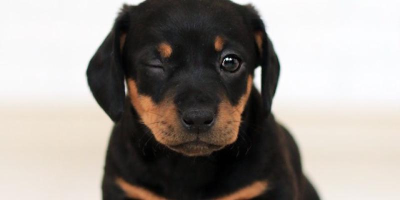 La mirada fija de nuestros perros