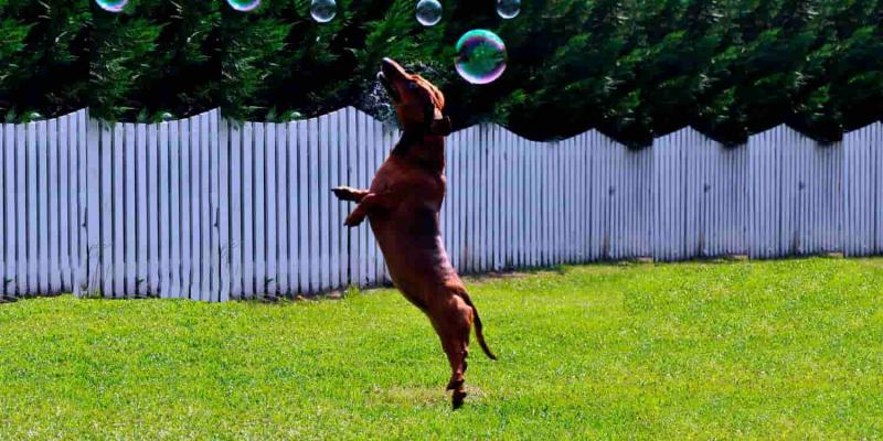 Peligros de los perros al saltar