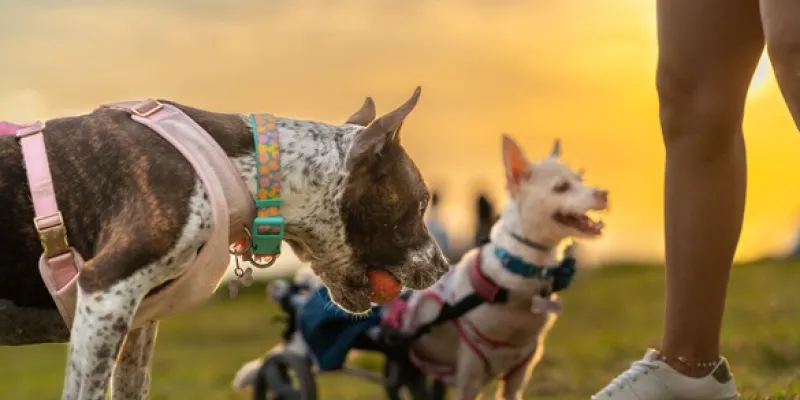 Las mascotas y su ayuda para sobrevivir