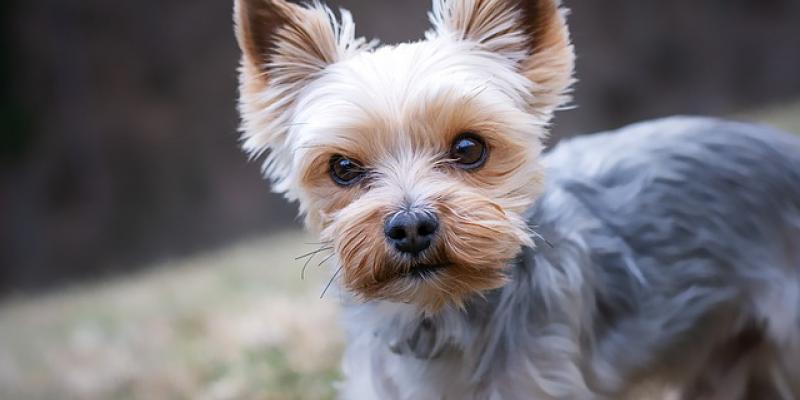 La existencia de perros grandes y pequeños, tiene su explicación/ Pixebay