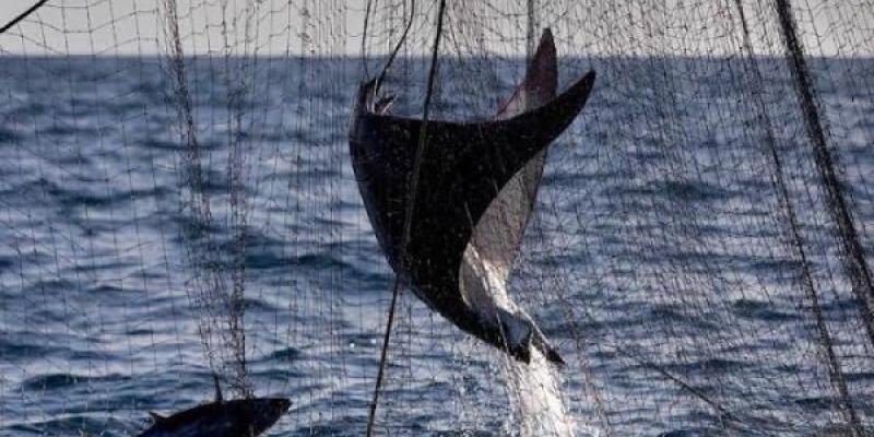 Un alto porcentaje del pescado proviene de la pesca ilegal
