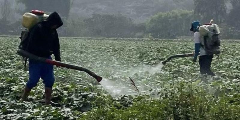 Agricultura abusando de los pesticidas