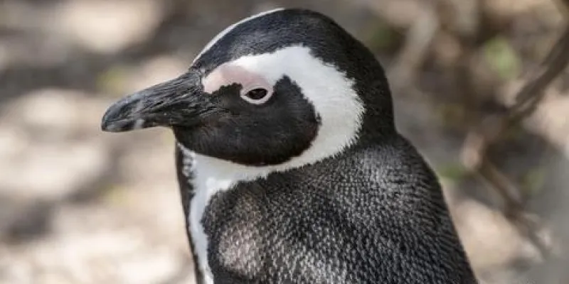 Los pingüinos mueren por falta de comida