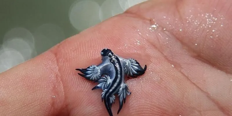 Dragón azul ¡