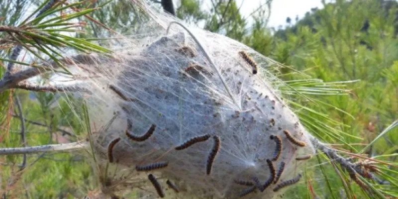 Bolsón dónde la oruga procesionaria se refugia en invierno