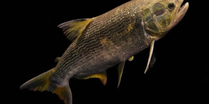 Peces migratorios: Dorado o 'Salminus brasliiensis'