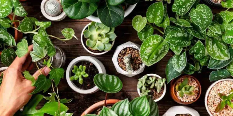 Plantas que son peligrosas