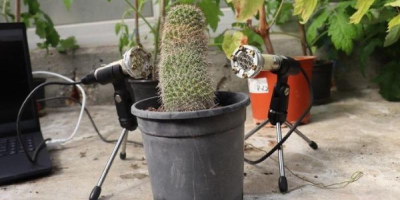 Plantas que emiten sonidos para avisar de que están mal