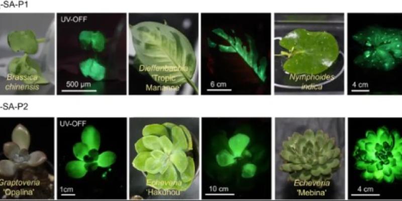 Flores y plantas luminosas