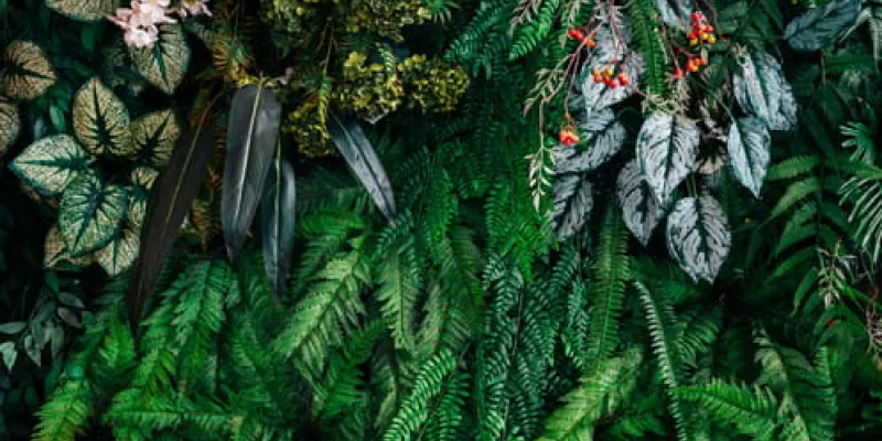 Los beneficios de las plantas para el planeta