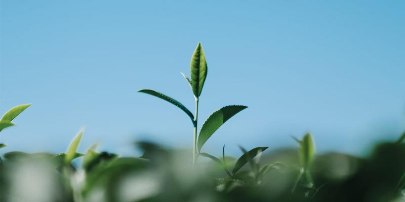 Así es la visión de las plantas