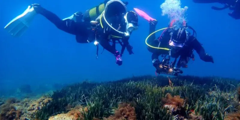 Buceadores trabajando para salvar la posidonia oceánica