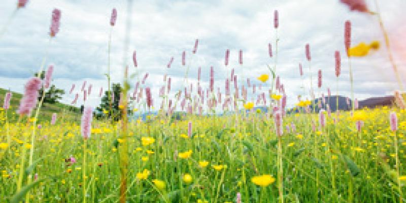 Praderas y ecosistemas naturales