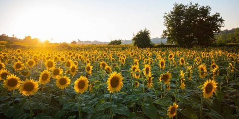 Crece la producción de girasol español