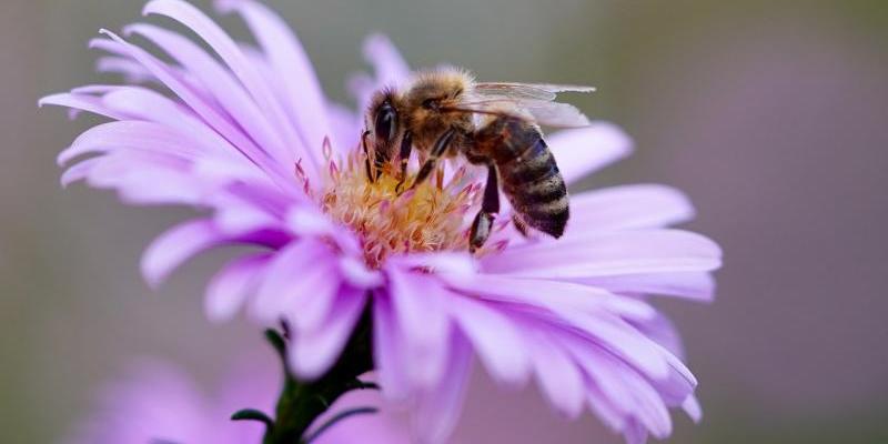 Creación de una Ley Europea de Biodiversidad