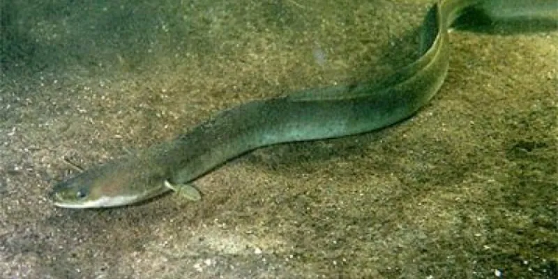 La protección de la vida silvestre es crucial para el planeta