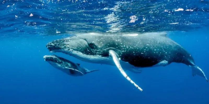 Ballenas azules
