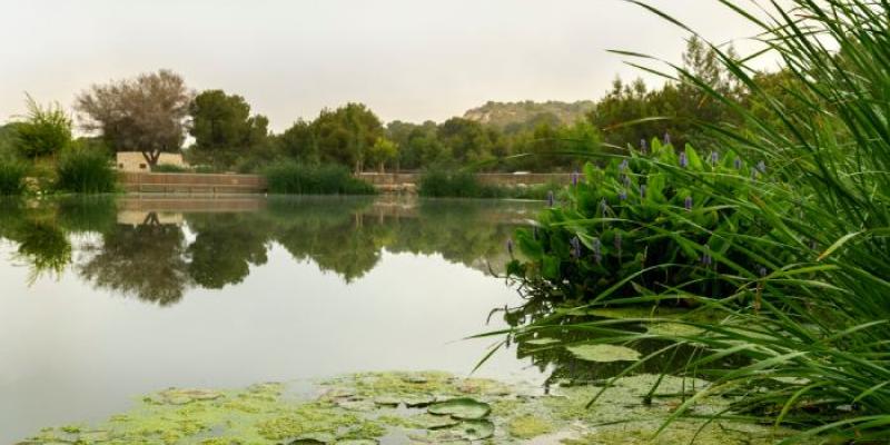 El parque El Recorral, en Rojales (Alicante), un humedal rico en biodiversidad