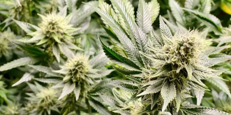 Planta de cannabis