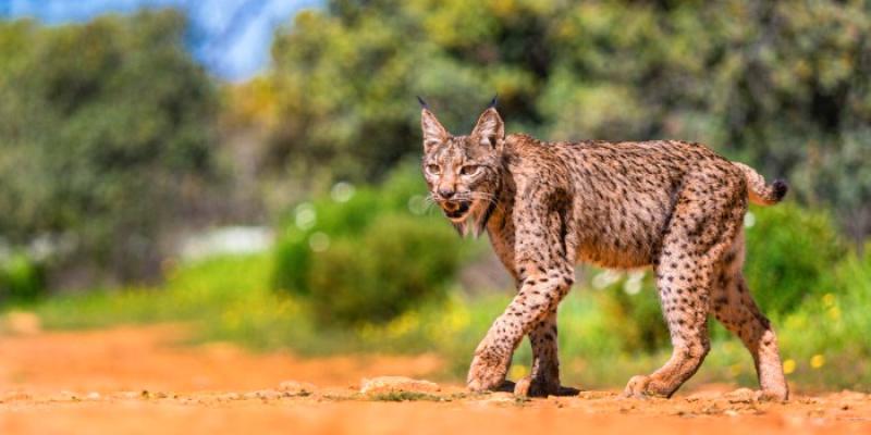 Lince ibérico